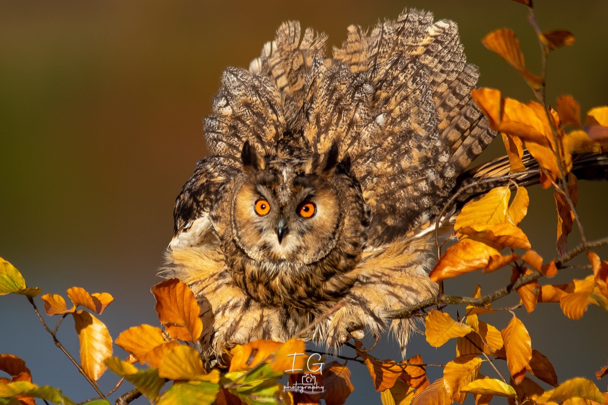 1DX43966 21 november 2021 1344 34